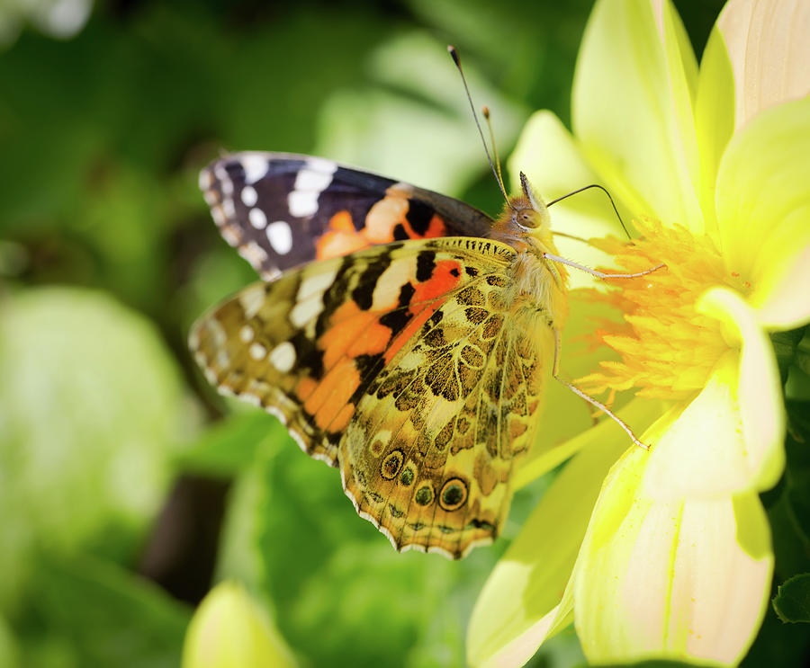 Monarch Butterfly. Photograph by Vladimir Arndt - Fine Art America