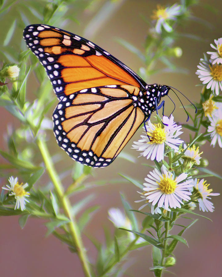 Monarch Butterfly - Wild Aster Photograph by Nikolyn McDonald