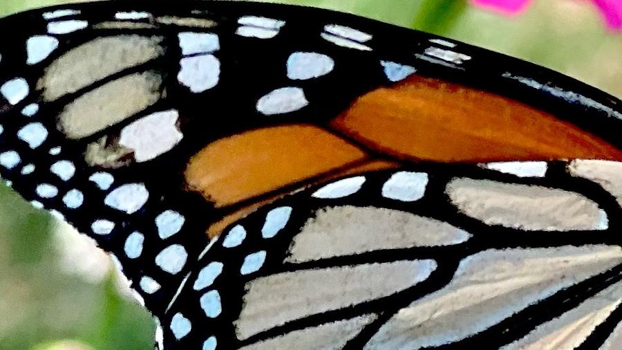 Monarch Butterfly Wing Photograph by AList Art Gallery Monarch Butterfly Wing Photograph by AList Art Gallery