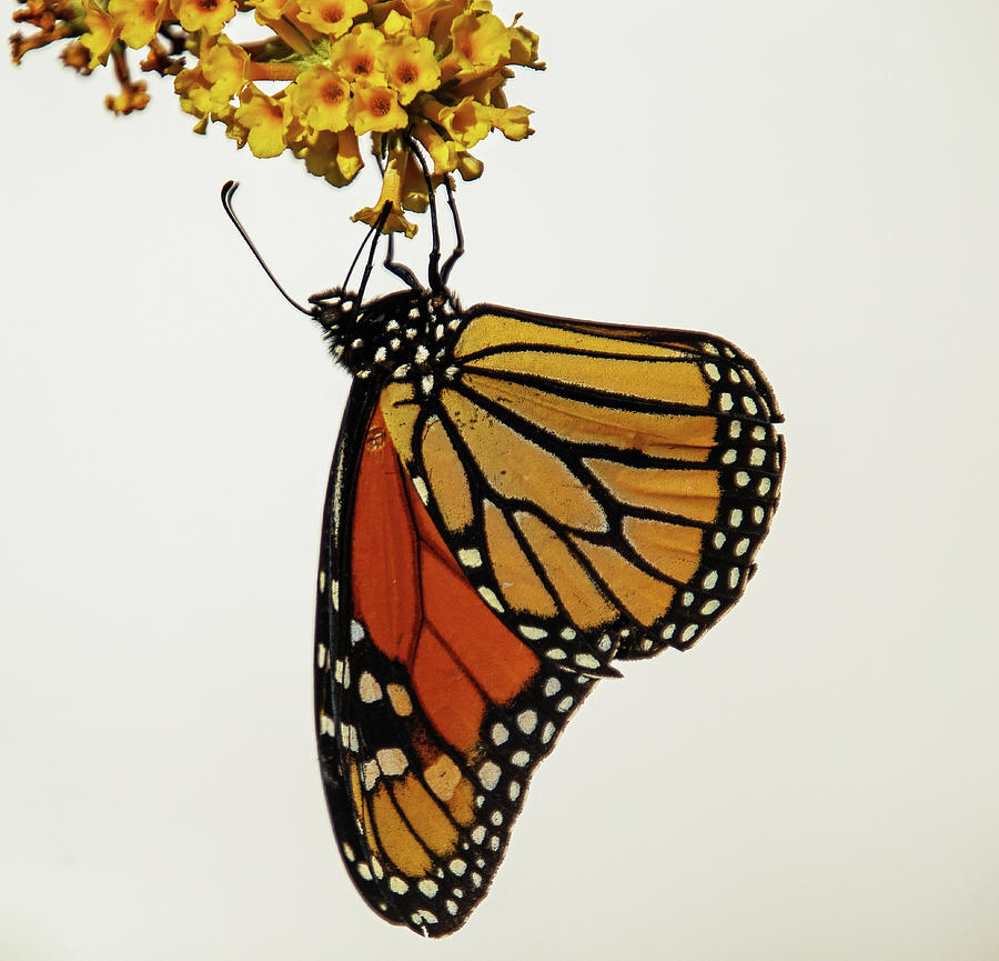 Monarch Butterfly Wings Closed Photograph