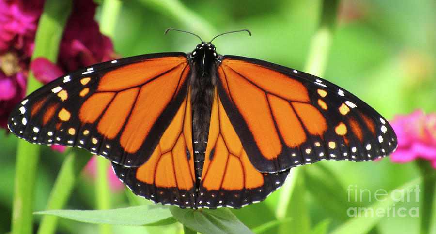 Monarch Butterfly Wings Spread Full Body Photograph By Ron Tackett 