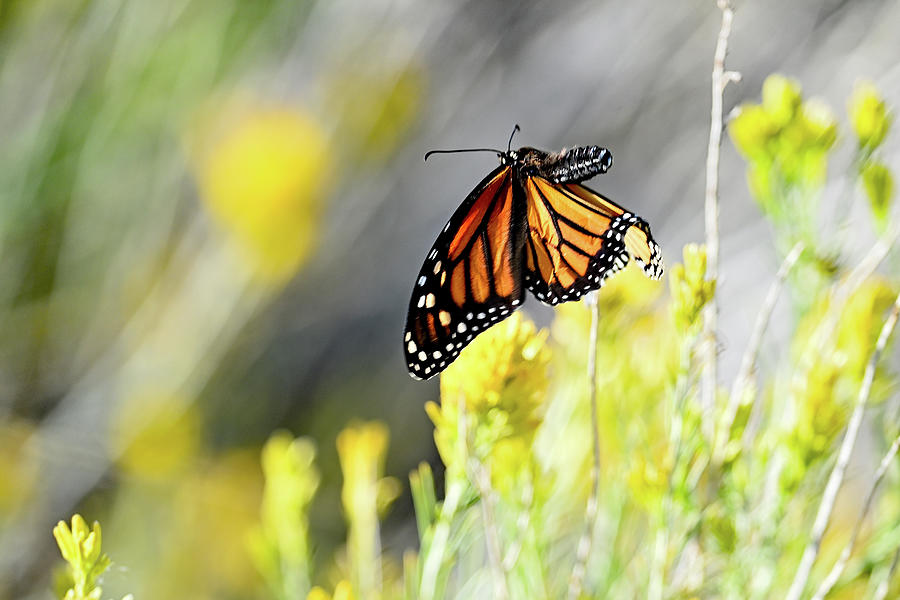 Monarch Butterfly - Wings Under Photograph by Amazing Action Photo Video