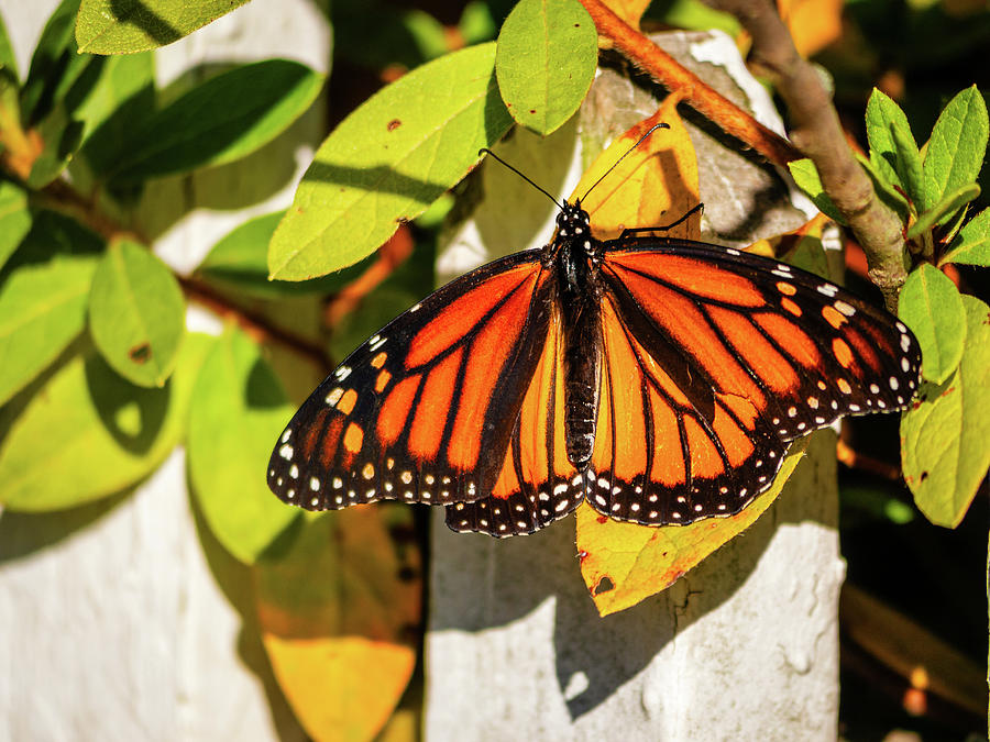 Monarch Butterfly with Autumn Leaves Photograph by Rachel Morrison