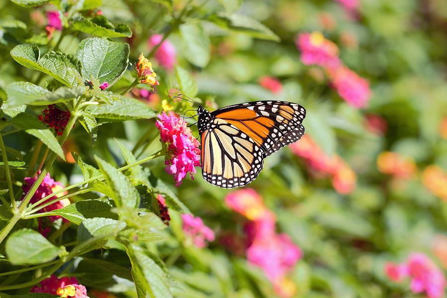 Monarch Butterfly with Flowers Photograph by Joseph Skompski