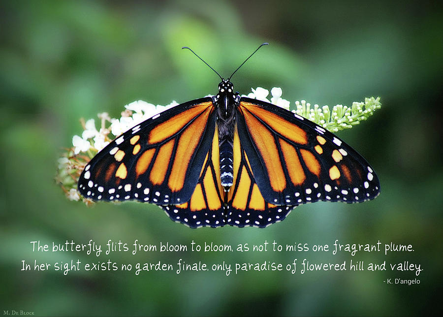 Monarch Butterfly  with Quote  Photograph by Marilyn DeBlock