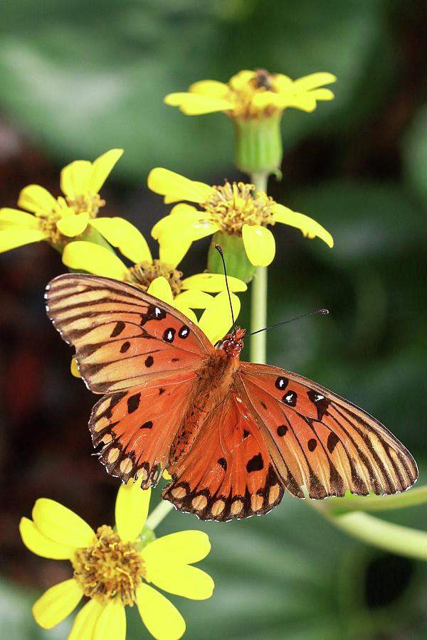 Monarch Butterfly Photograph by Wright Shot by Kim Photography - Fine ...