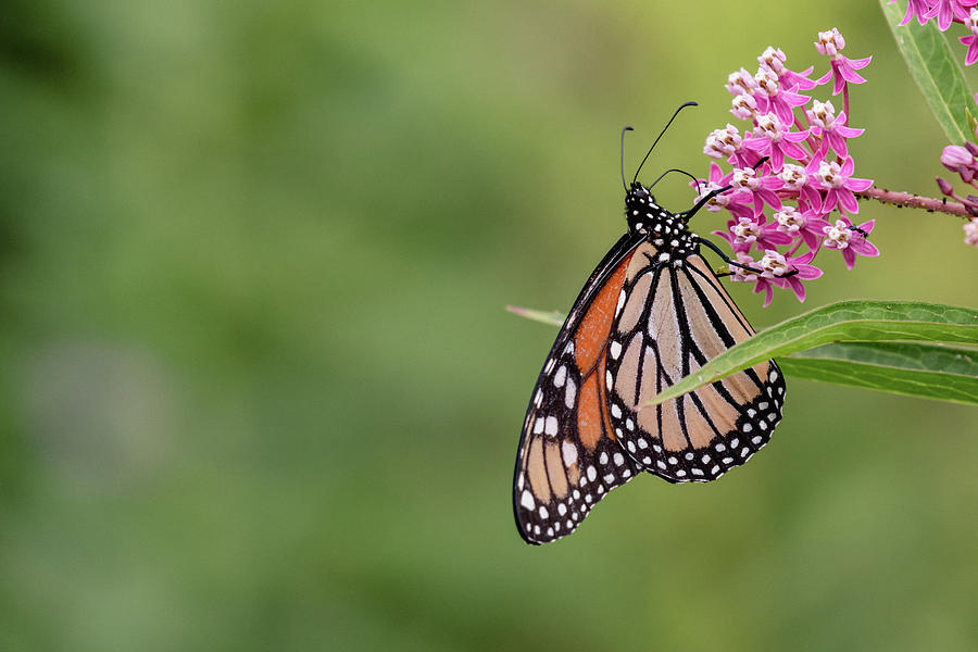 Monarch Butterfly Perched on Milkweed Photograph by Rose Guinther