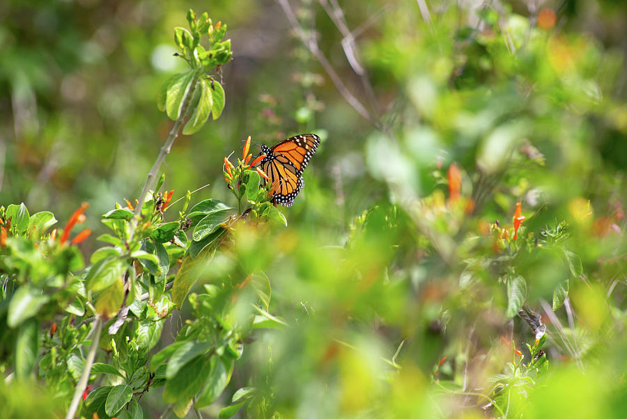 Monarch Buttery Photograph