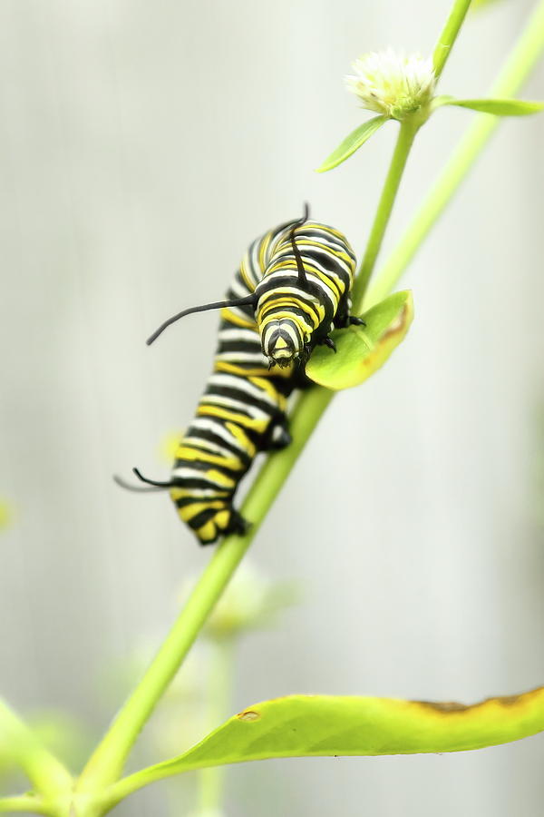 Monarch Caterpillar 3 Photograph by Lens Art Photography By Larry ...