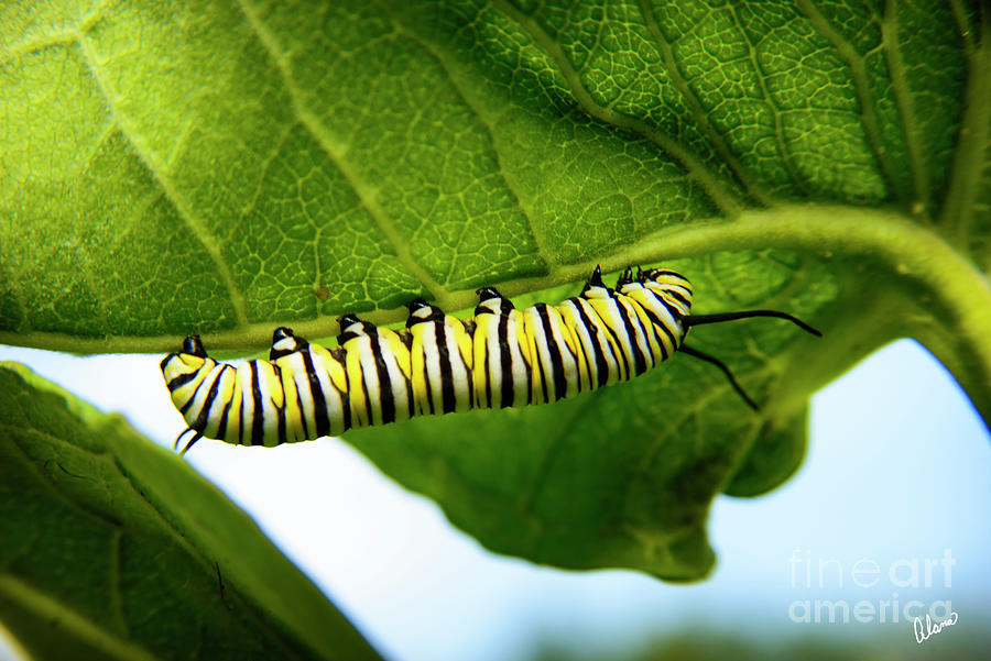 Monarch Caterpillar Photograph