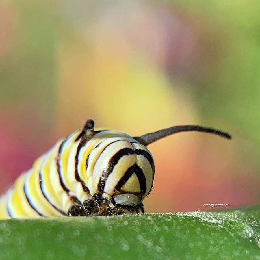 Monarch Caterpillar Face Photograph by Nancy Denmark