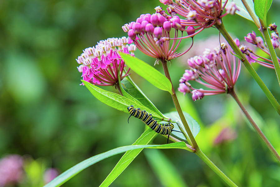 Monarch Caterpillar Feast Photograph by Lynn Thomas Amber