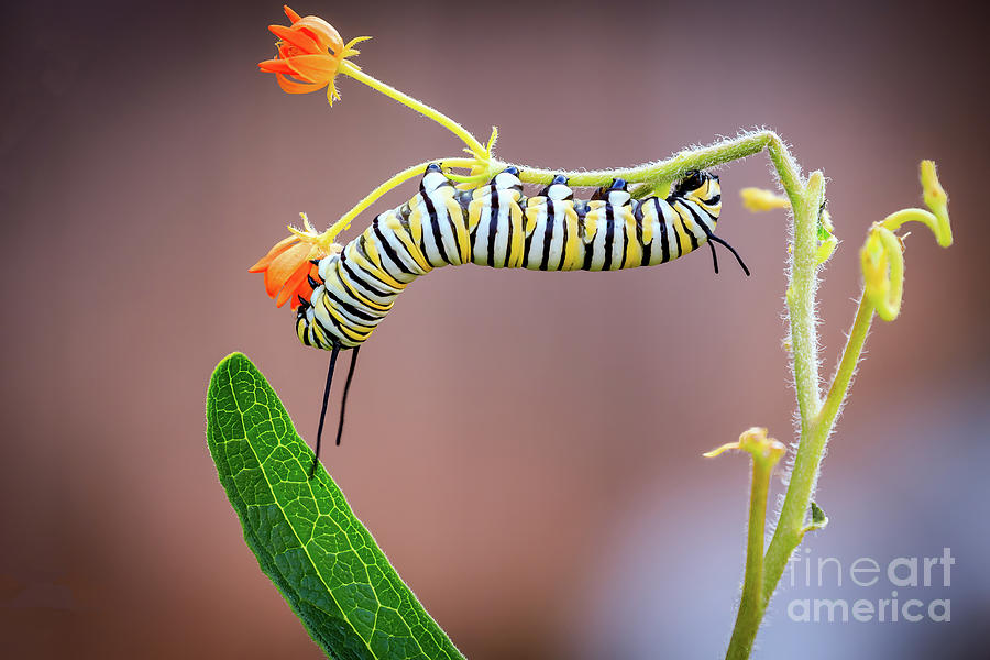 Monarch caterpillar in a backyard garden Photograph by Richard Smith