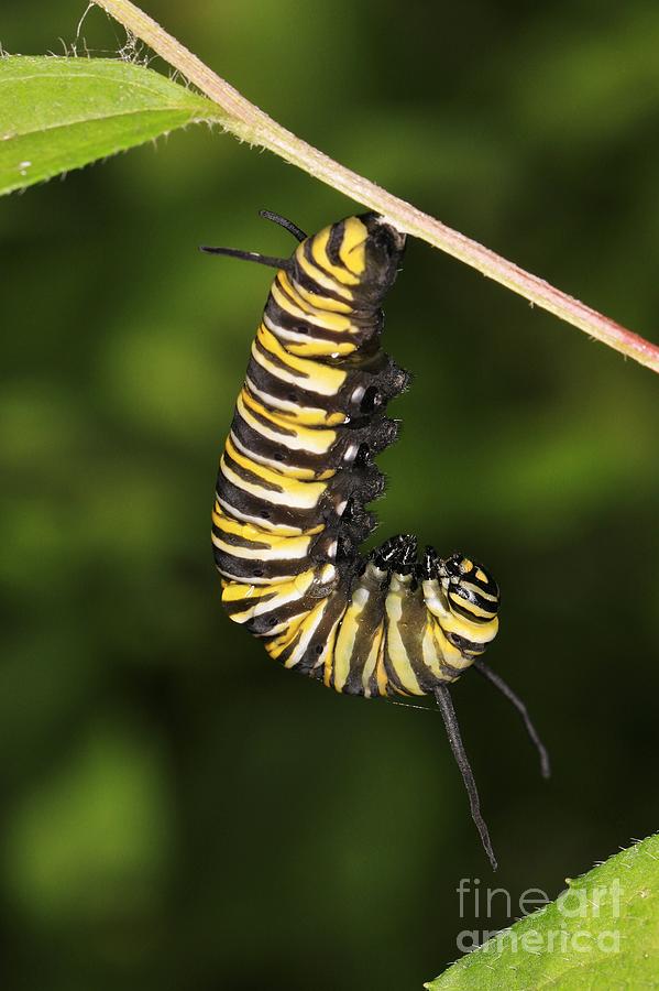 Monarch Caterpillar Photograph by Lowell Stevens | Fine Art America