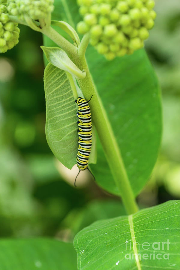 Monarch Caterpillar On A Leaf Photograph by Jennifer White