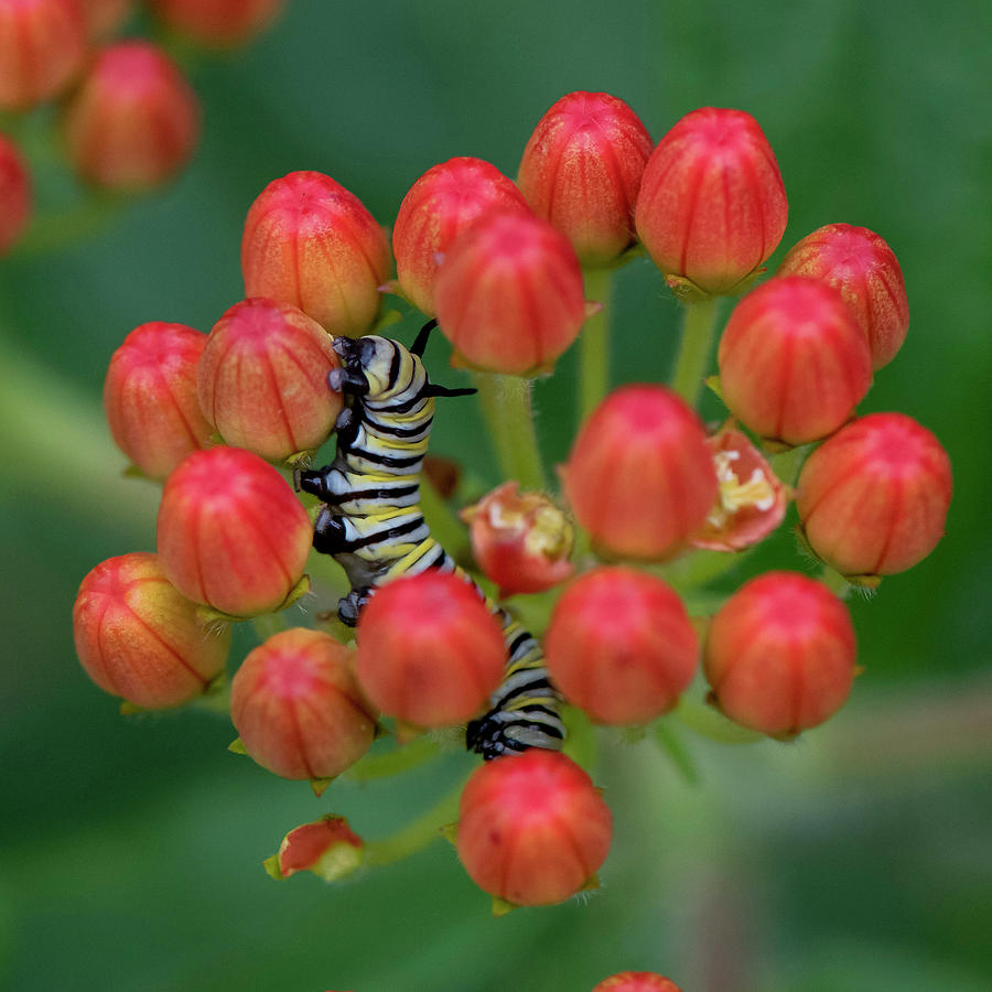 Monarch Caterpillar on Milkweed Photograph by Ken Stampfer