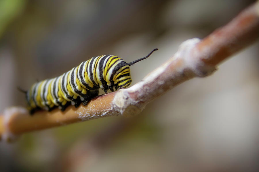 Monarch Caterpillar On The Move Photograph