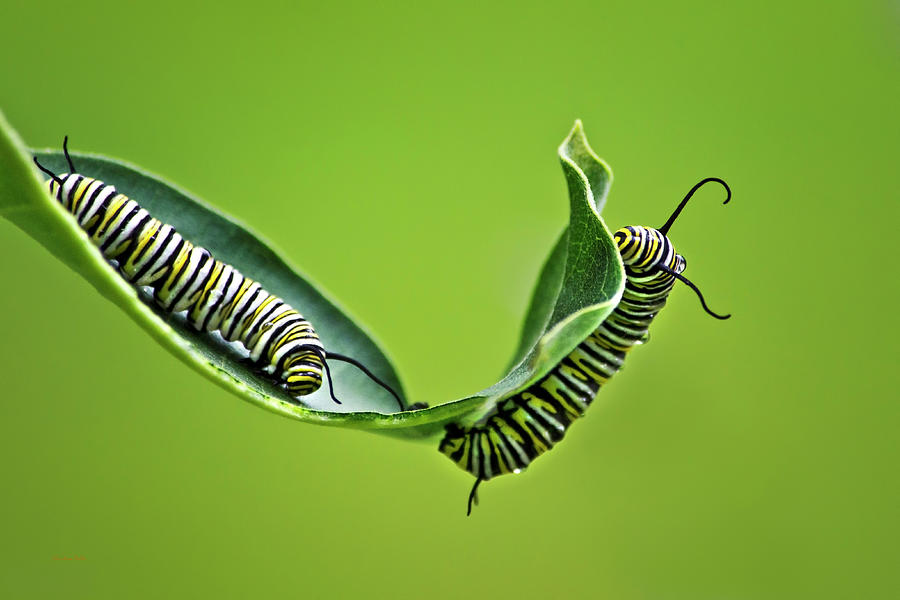 Animal Photograph - Monarch Caterpillars by Christina Rollo