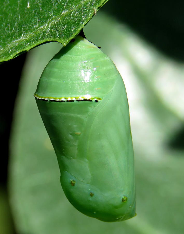 Monarch Chrysalis Photograph by Phyllis Beiser | Fine Art America