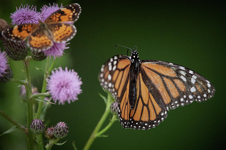 Monarch Close up Photograph by Paul Freidlund