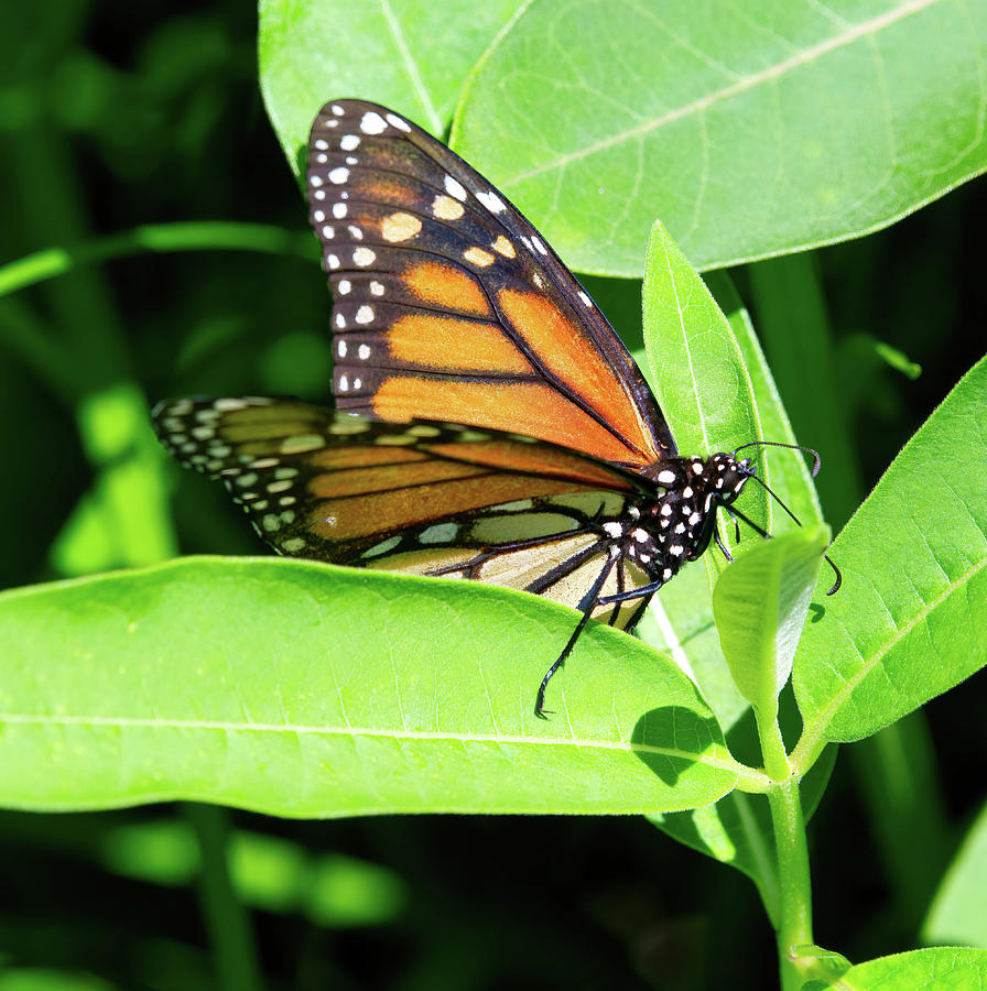 Monarch Closeup Photograph by Flinn Hackett