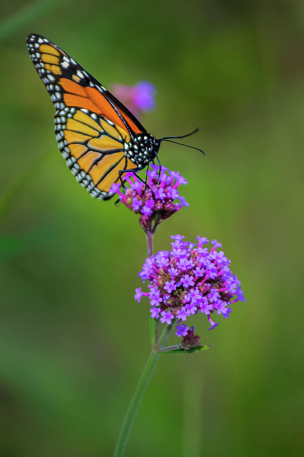 Monarch Colors Photograph by Stewart Helberg