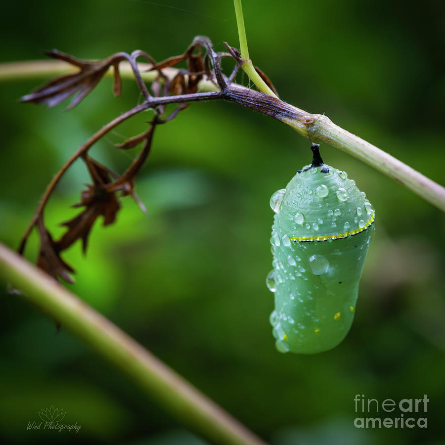 Butterfly Photograph - Monarch Chrysalis by Diana Wind