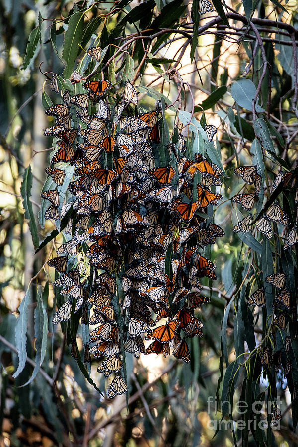 Monarch Cuddles Photograph by Erin Marie Davis
