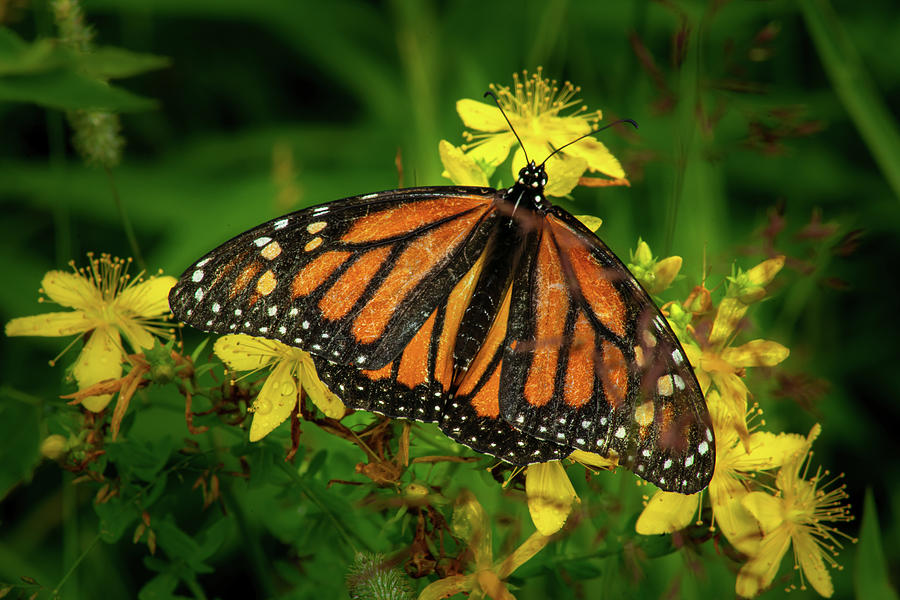 Monarch Photograph by David Heilman