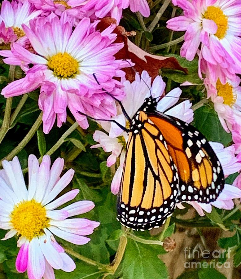 Butterfly Photograph - Monarch by Debra Kaye McKrill