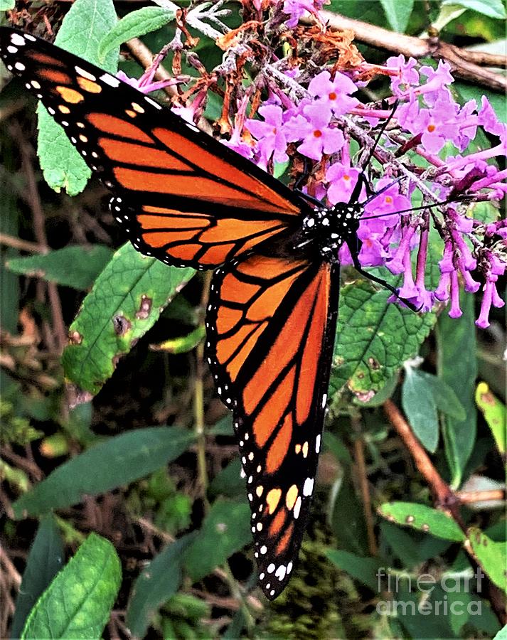 Monarch delight Photograph by Merle Grenz