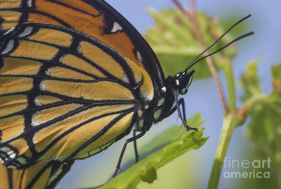 Monarch Detail Photograph by Richard Reinders - Pixels