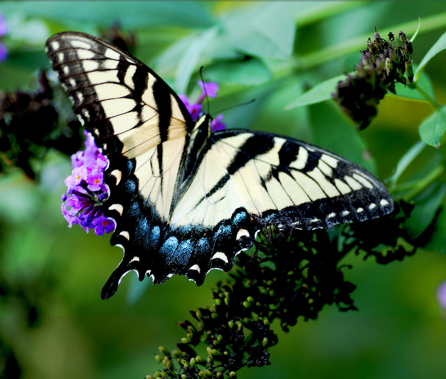Tiger Swallowtail  Digital Art by Don Wright