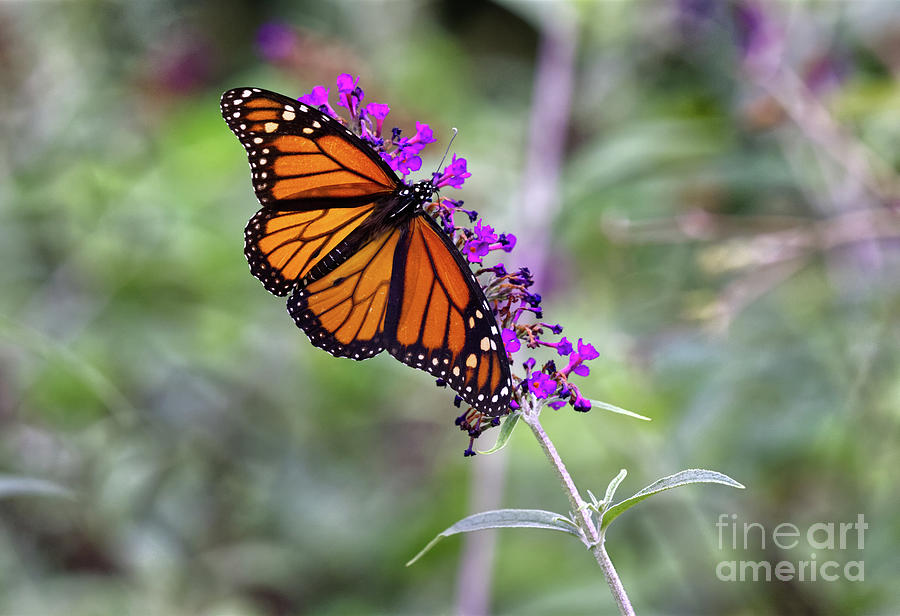 Monarch Photograph by Douglas Stucky