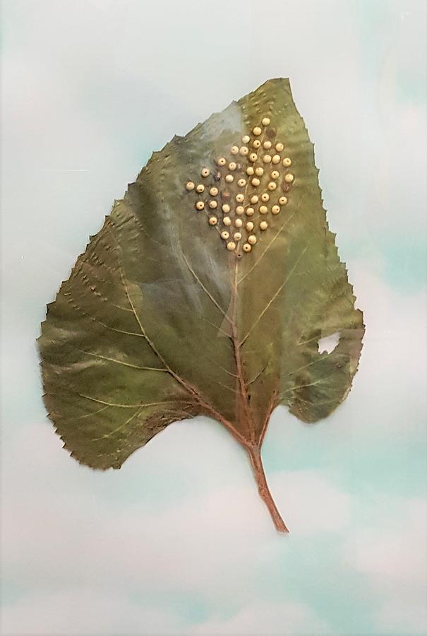 Monarch Eggs on Leaf Painting by Ralph Root