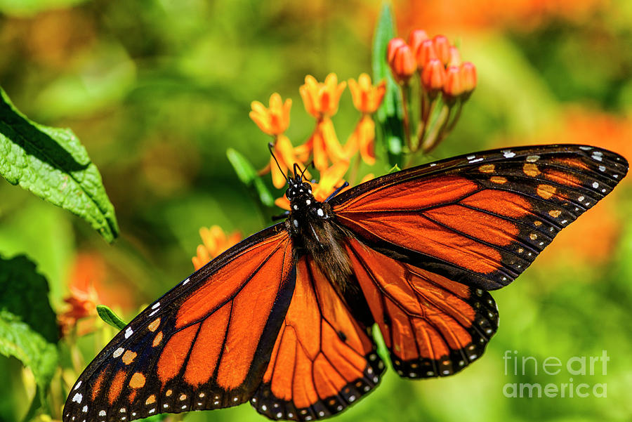 Monarch Feeding on Butterfly Weed Photograph by Thomas R Fletcher