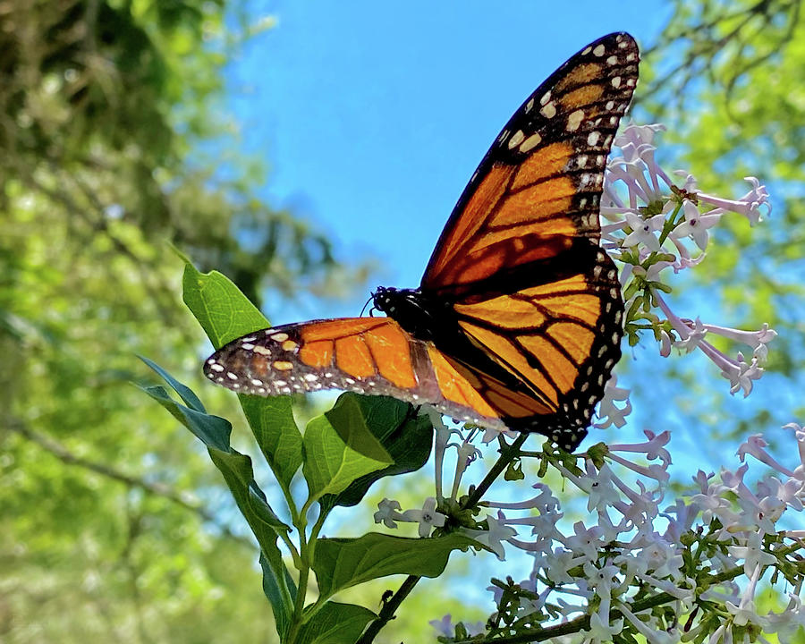 Monarch feeding on Lilac in summer sunlight Photograph by Peter Herman