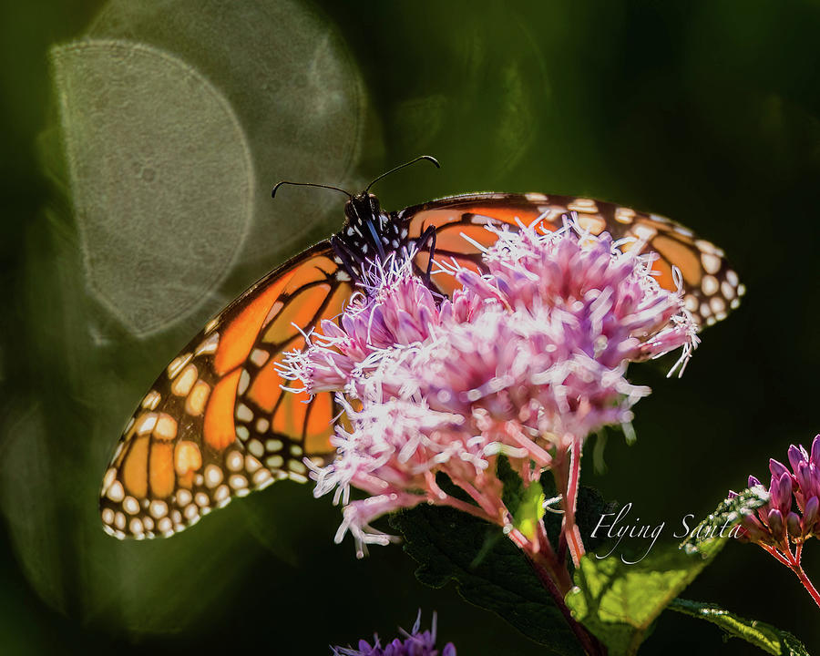 Monarch Flower Photograph