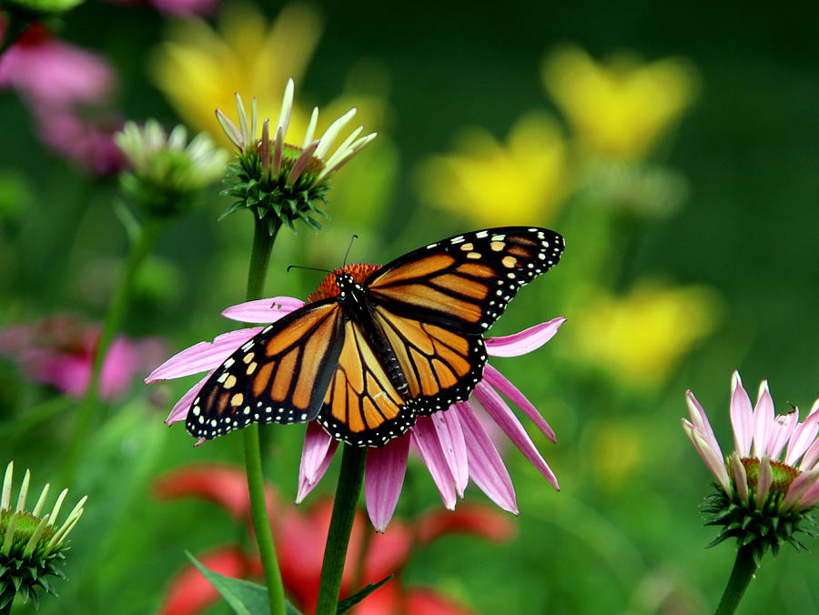 Monarch Garden Photograph by Tom STRUTZ - Pixels