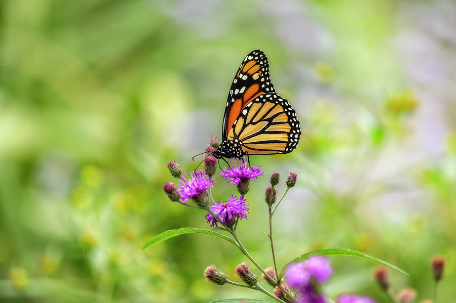Monarch in a Garden Photograph by Cate Franklyn