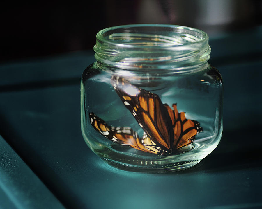 Monarch In A Jar Photograph by Sue Capuano
