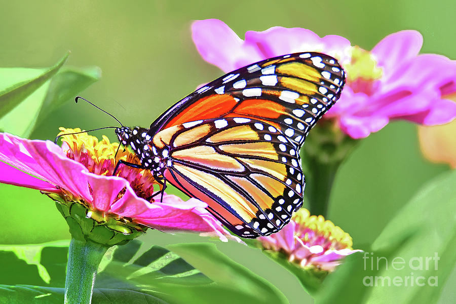 Monarch In A Zinnia Garden Photograph