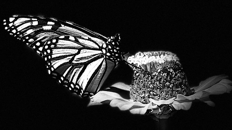 Monarch in Black and White Photograph by AList Art Gallery