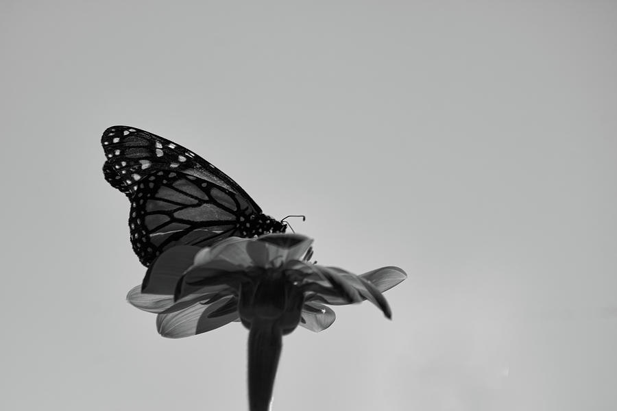 Monarch in Black and White Photograph by Robert Wilder Jr