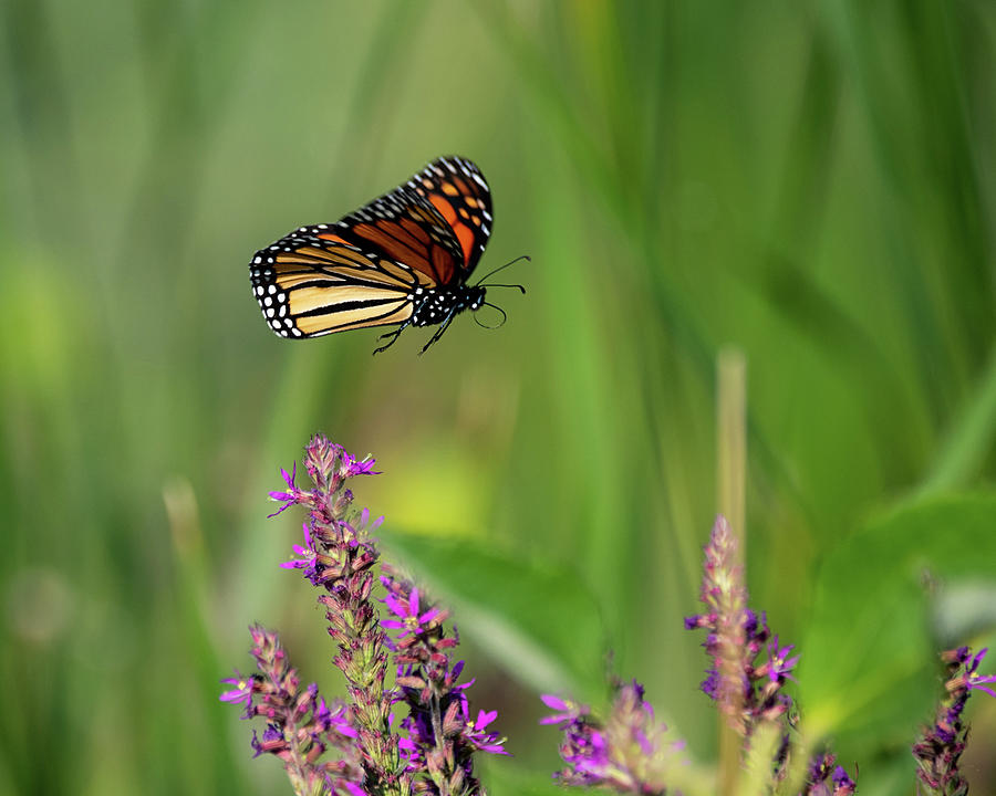 Monarch in Flight Photograph by Jeffrey PERKINS