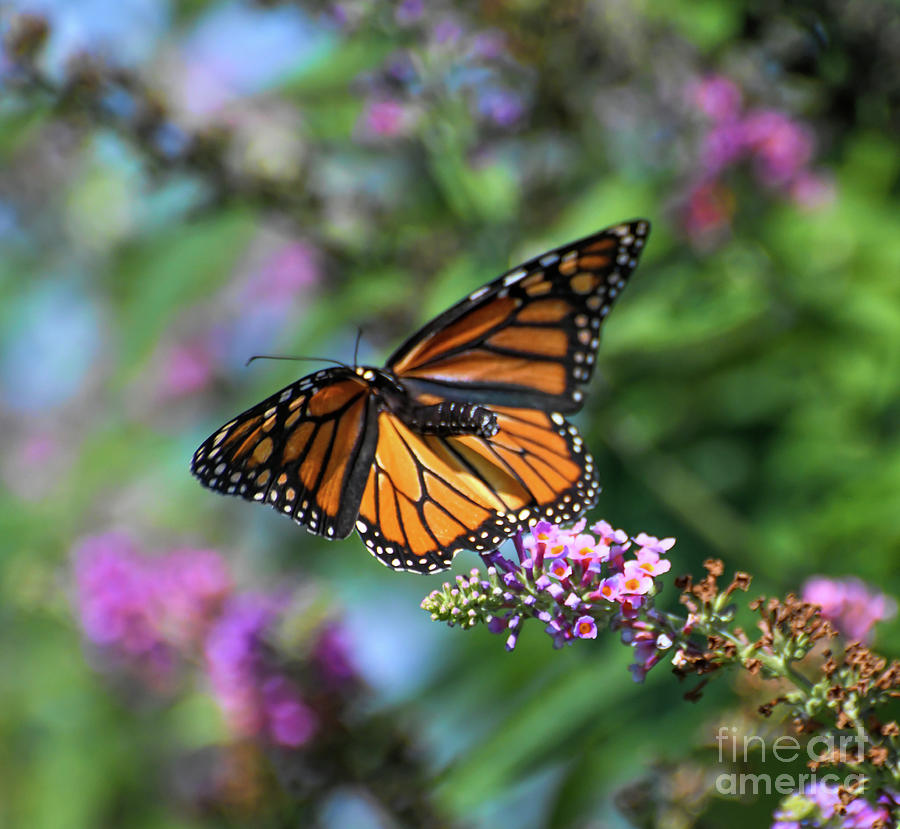 Monarch in Flight over the Butterfly Bush Photograph by Kerri Farley