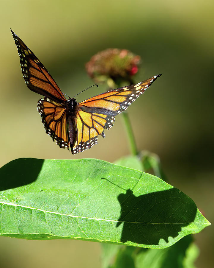 Monarch in Flight with Shadow Photograph by Flinn Hackett