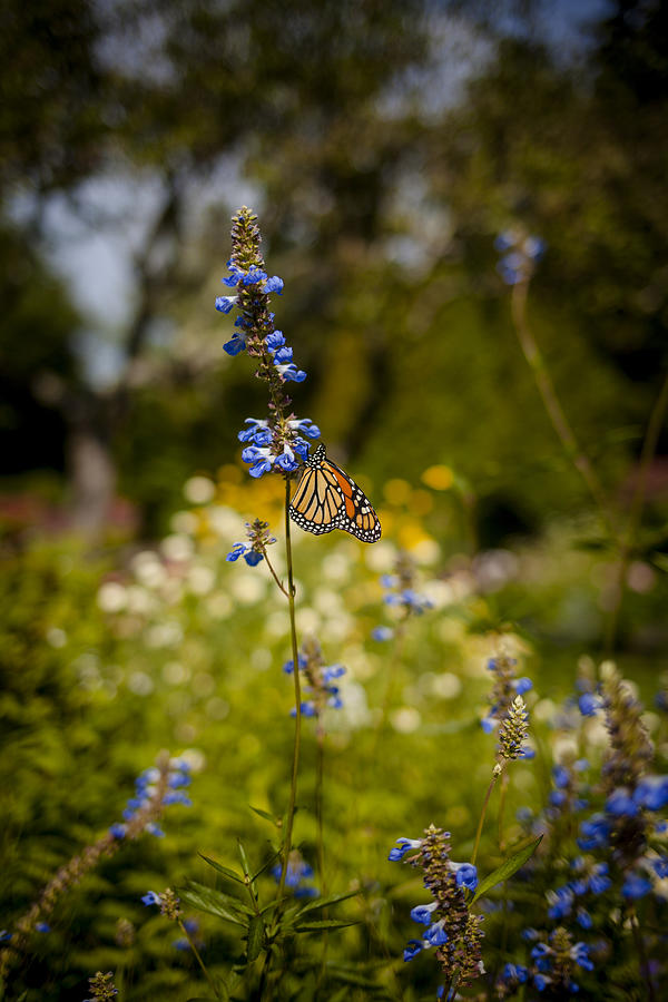 Monarch in Maine Photograph by Vanessa Lassin Photography