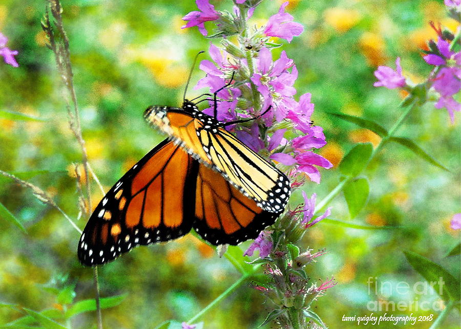 Monarch In Motion Photograph by Tami Quigley