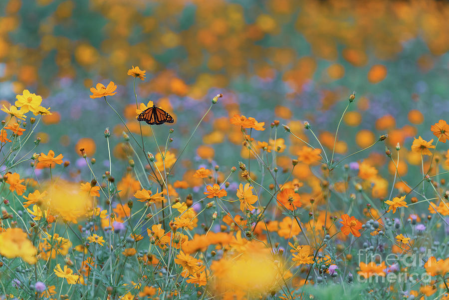 Monarch in pollinator meadow BU10666 Photograph by Mark Graf